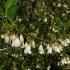 Halesia carolina -- Schneeglöckchenbaum